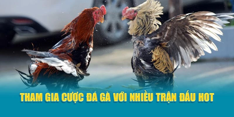 Tham gia cược đá gà với nhiều trận đấu hot